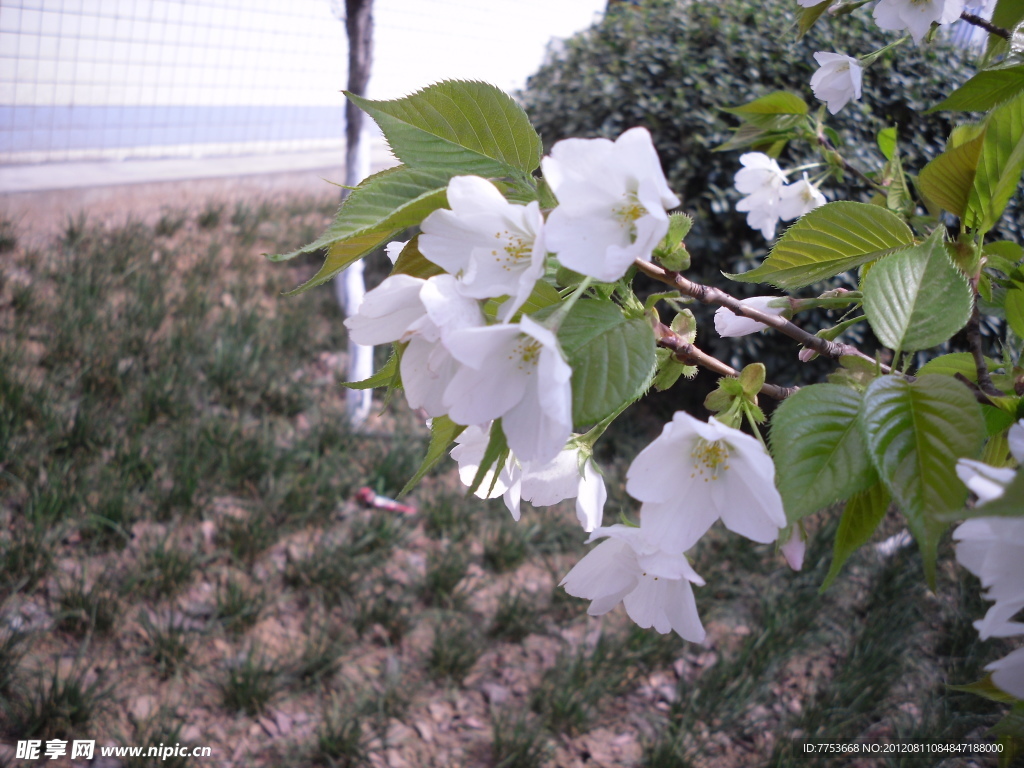 小白花