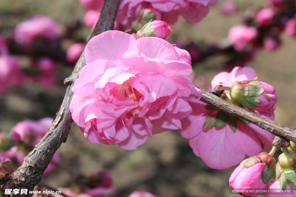 梅色千层桃花