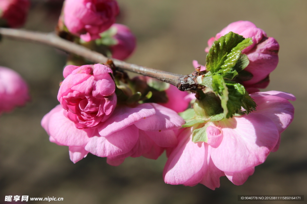 梅色千层桃花