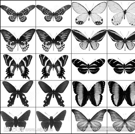 多种蝴蝶PS笔刷