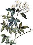 花藤