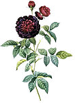 花藤