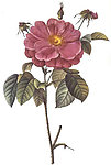 花藤