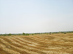 麦田