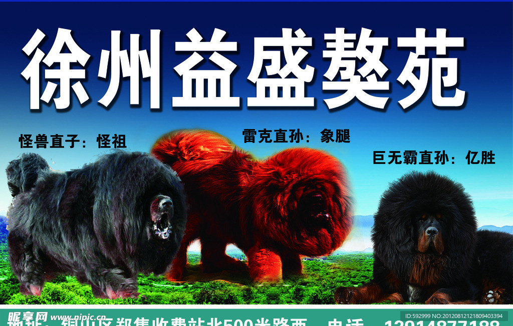 藏獒