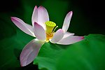 荷花 芙蓉