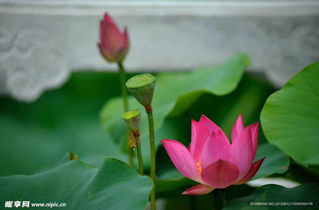 荷花 芙蓉
