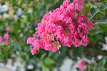 紫薇花