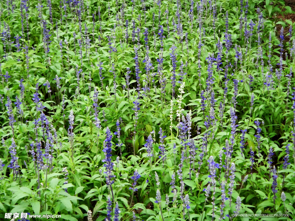 蓝花鼠尾草地