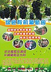 葡萄采摘园彩页