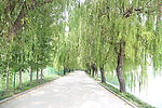 垂柳景观道