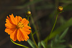 野菊花