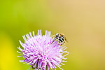 蜜蜂