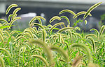 狗尾巴草