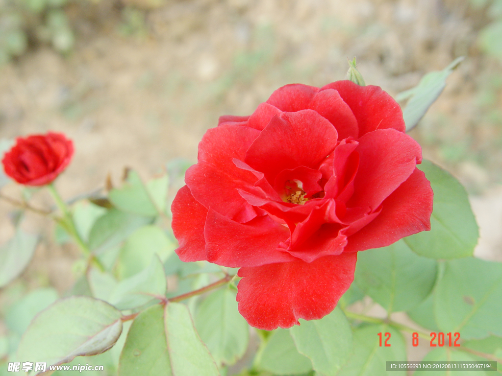 月季花