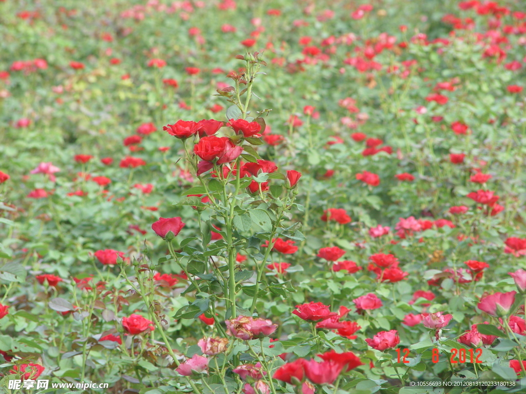 月季花花海