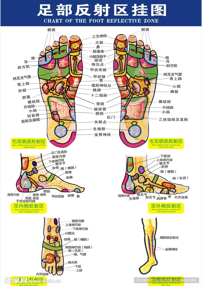 足部反射区挂图