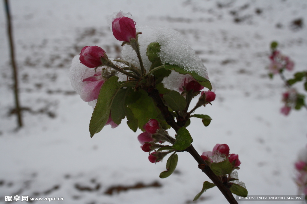 雪中待放