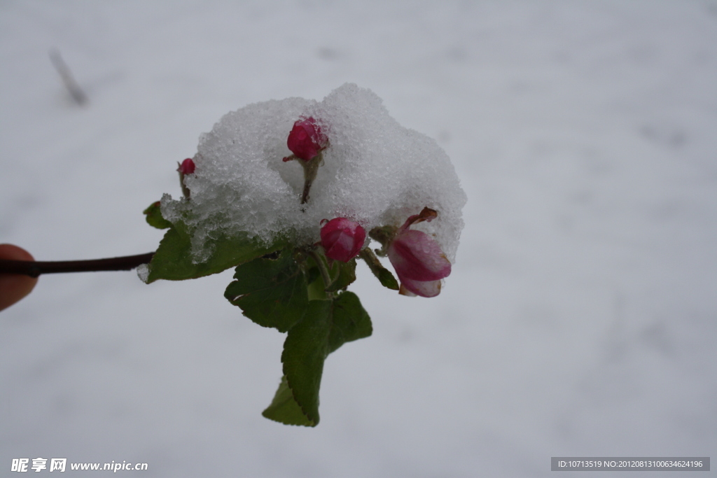 雪中待放