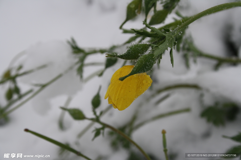 雪中野花