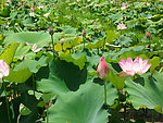 莲花