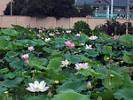 莲花