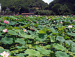 莲花