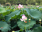 莲花