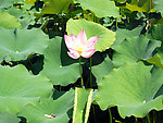 莲花