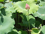 莲花
