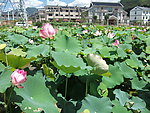 莲花