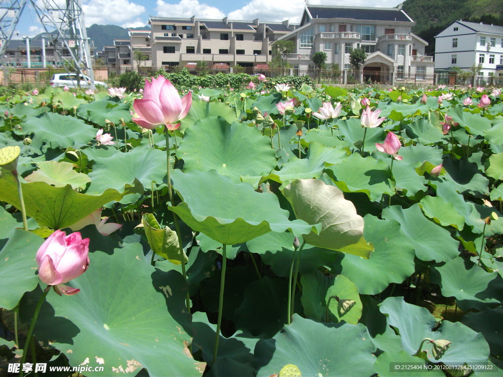 莲花
