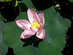 莲花