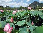 莲花