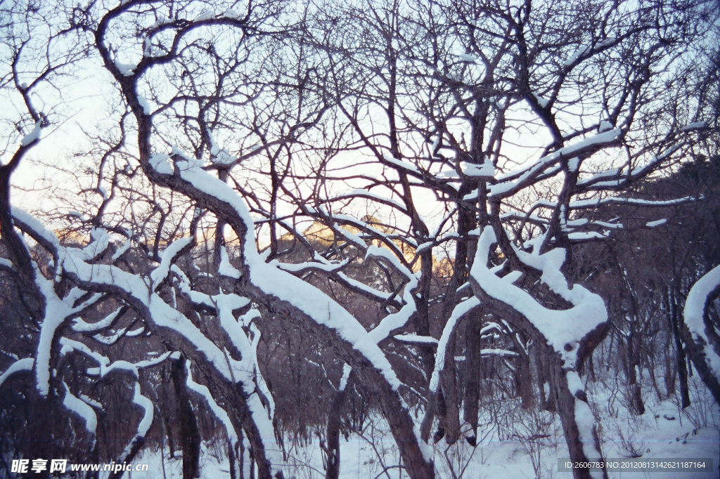 雪景