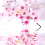美丽樱花