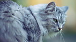 猫咪