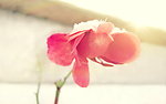 玫瑰花