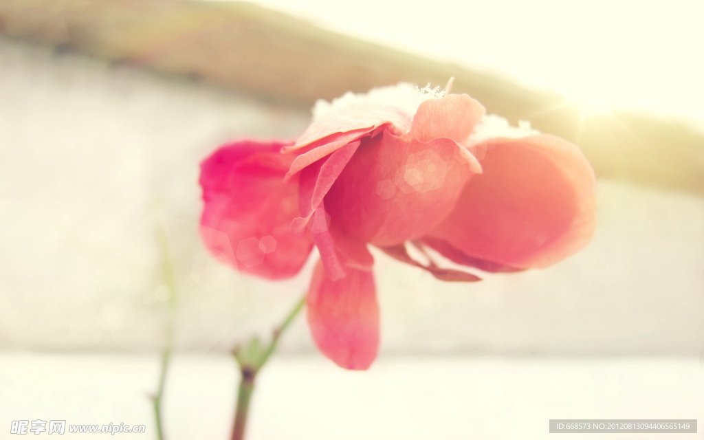 玫瑰花