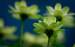 小花