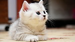 猫咪
