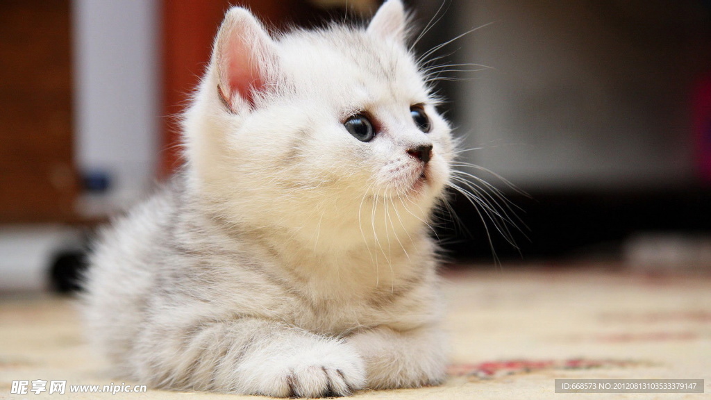 猫咪