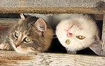 猫咪