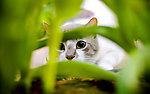 猫咪
