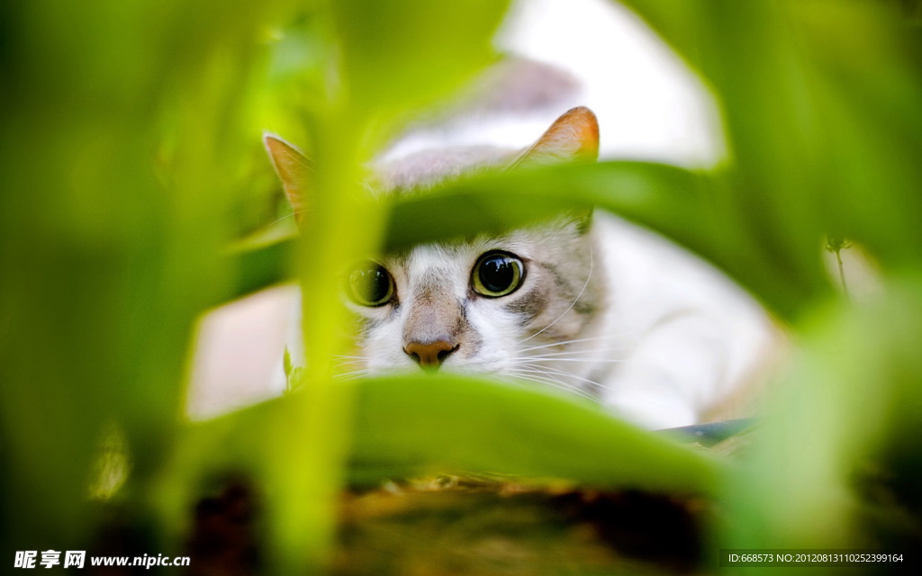 猫咪