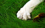 猫爪