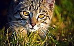 猫咪