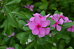 长春花