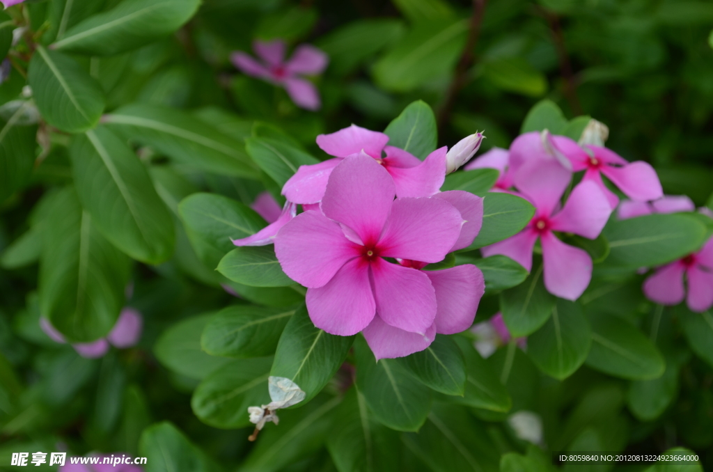 长春花