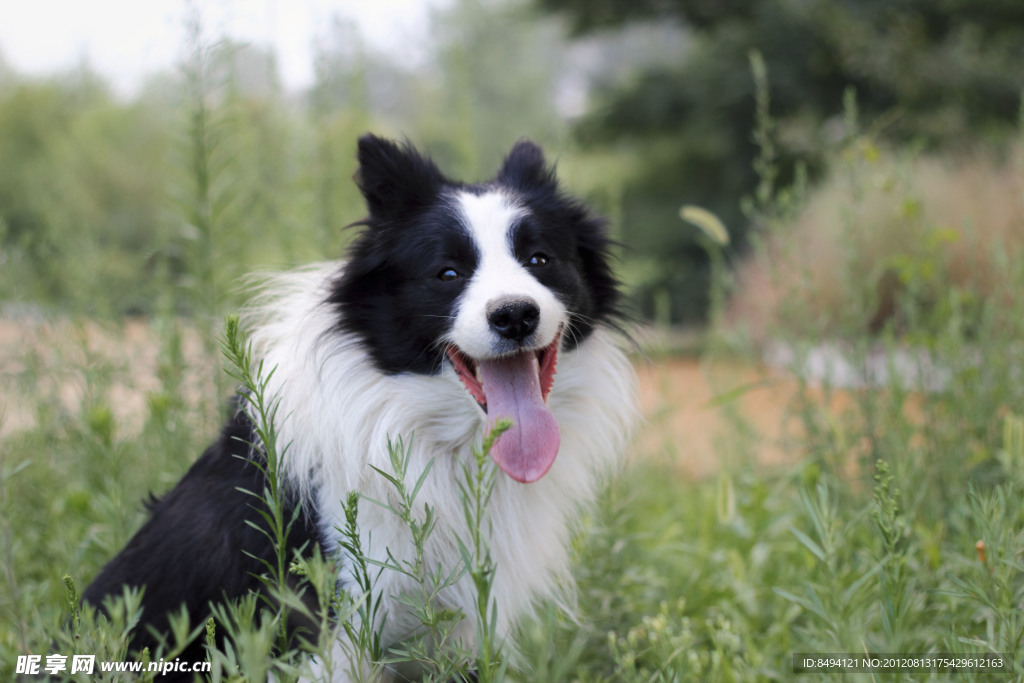 边境牧羊犬